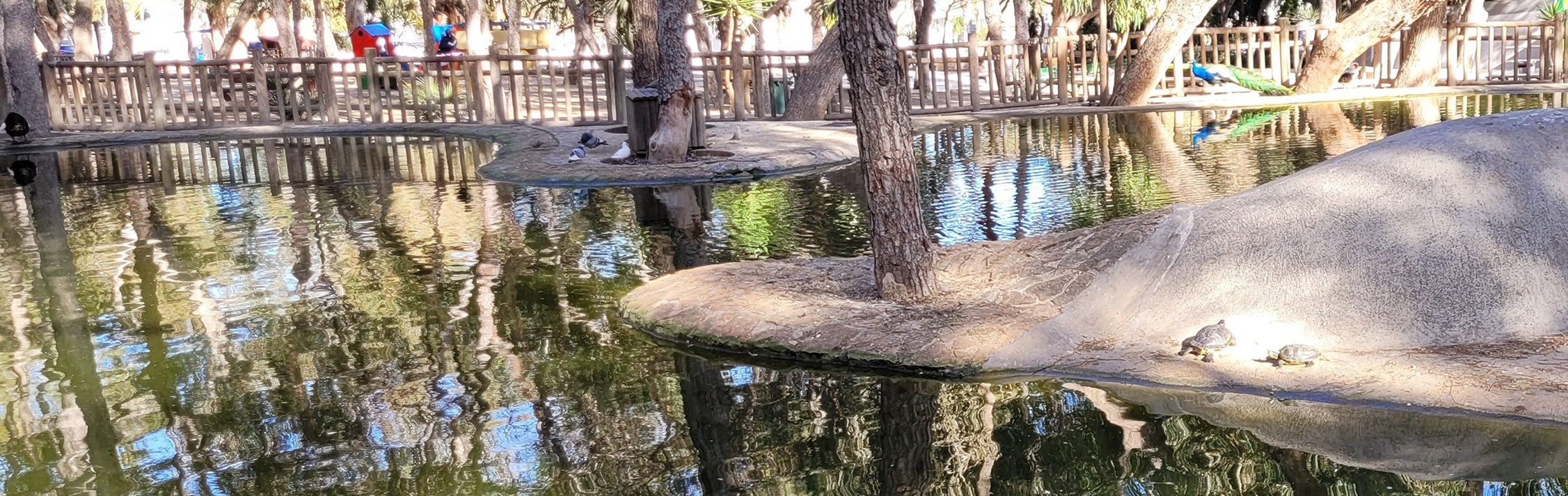 Rust en reflectie in de natuur | Carine Mortier Een rustige vijver met bomen en weerspiegelingen in het water. Een natuurbeeld dat uitnodigt tot vertraging, reflectie en innerlijke rust.